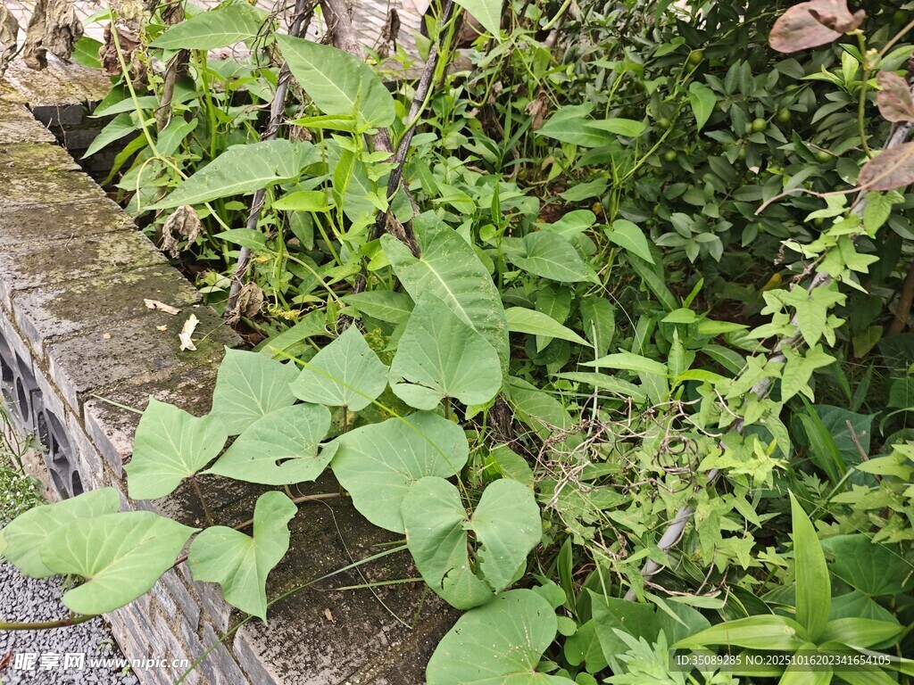 石缝间的蓬勃绿植