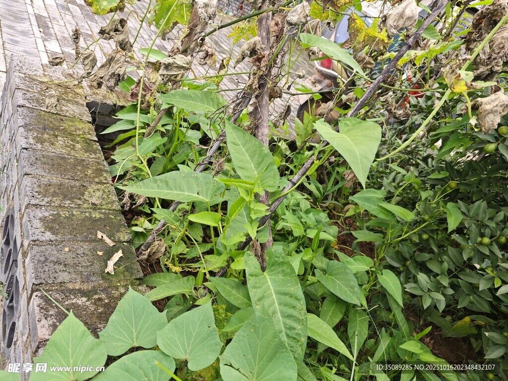 墙边繁茂绿植景象
