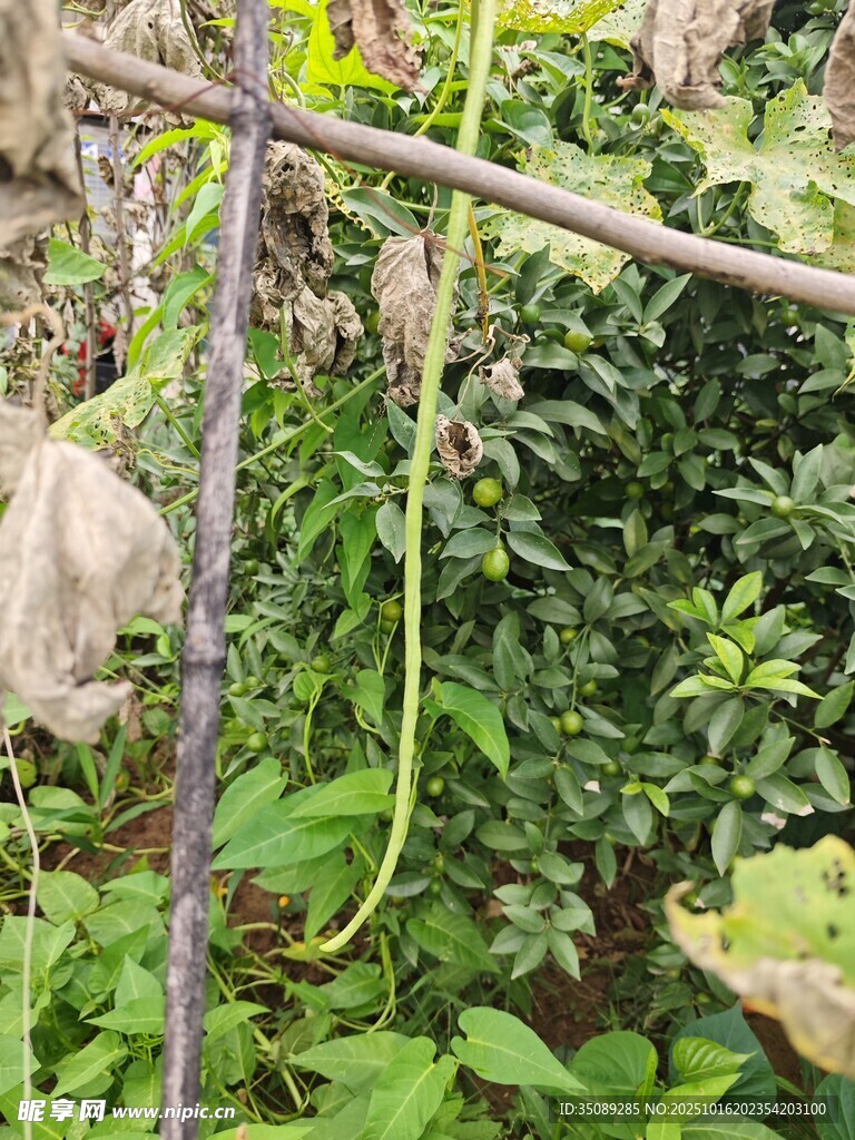 藤蔓缠绕的田园植物景观
