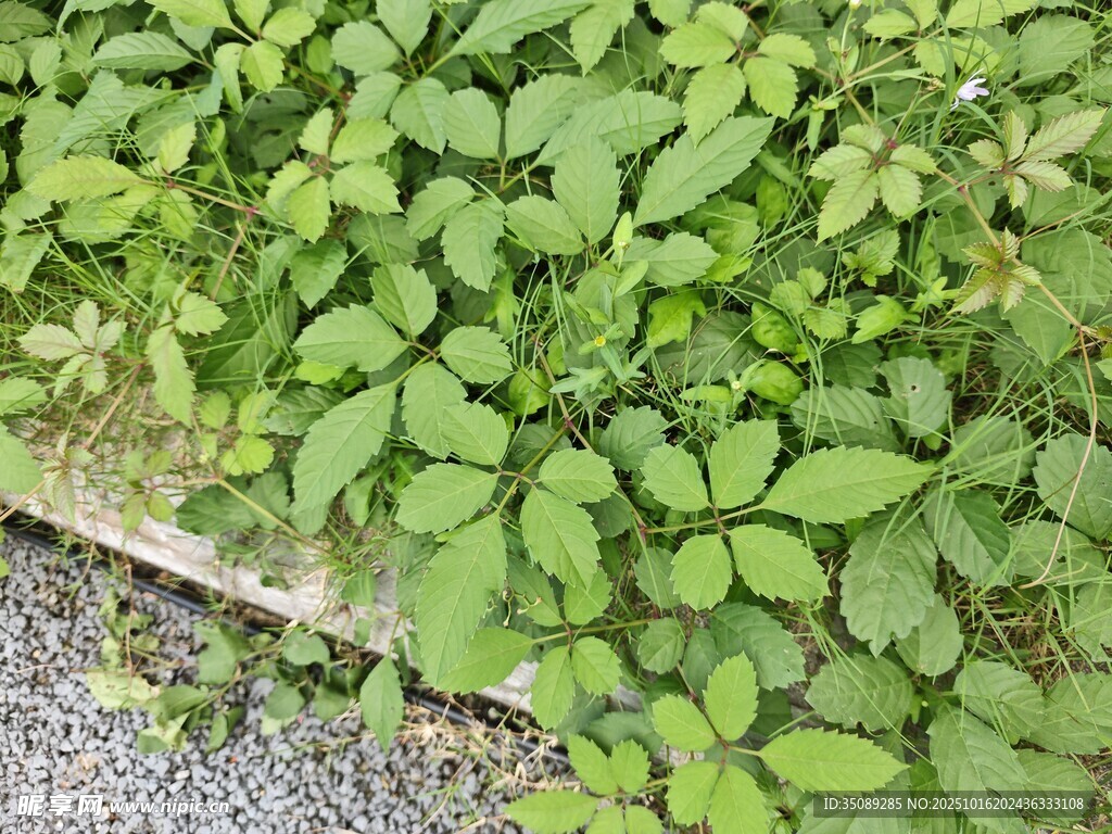 绿叶繁茂的地面植物景观