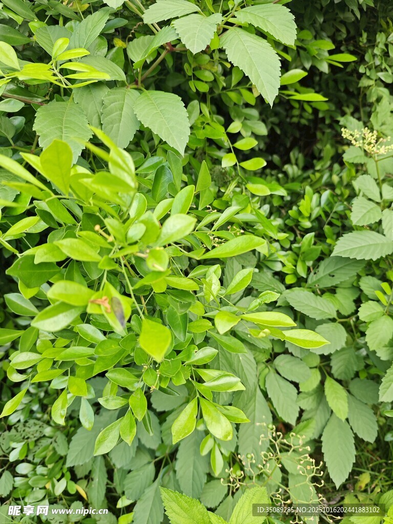 繁茂绿植景象