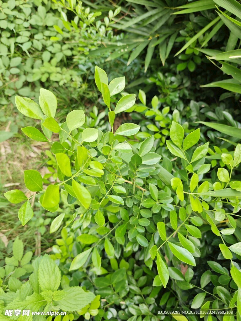 翠绿繁茂的户外植物景观