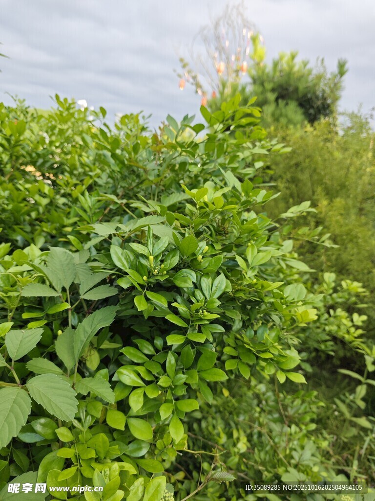 绿意盎然的繁茂植物景观