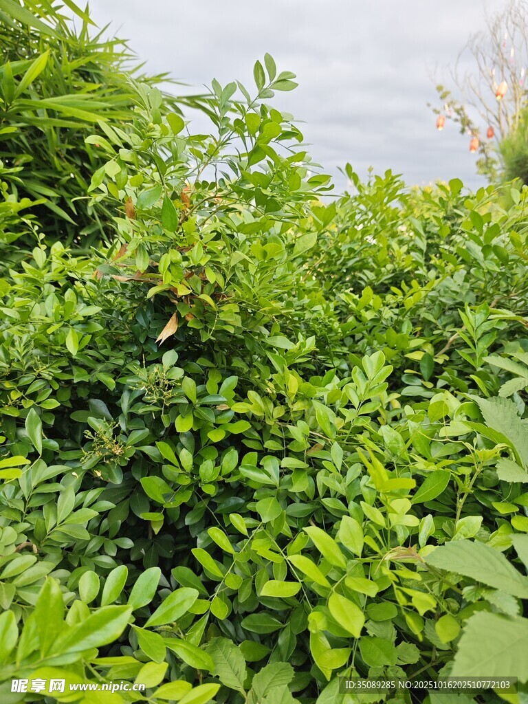 繁茂绿植景观