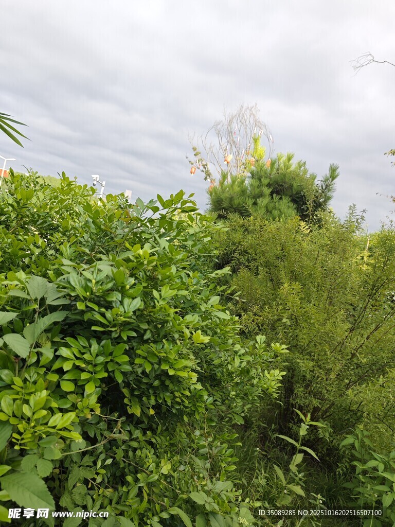 繁茂绿植展现自然生机