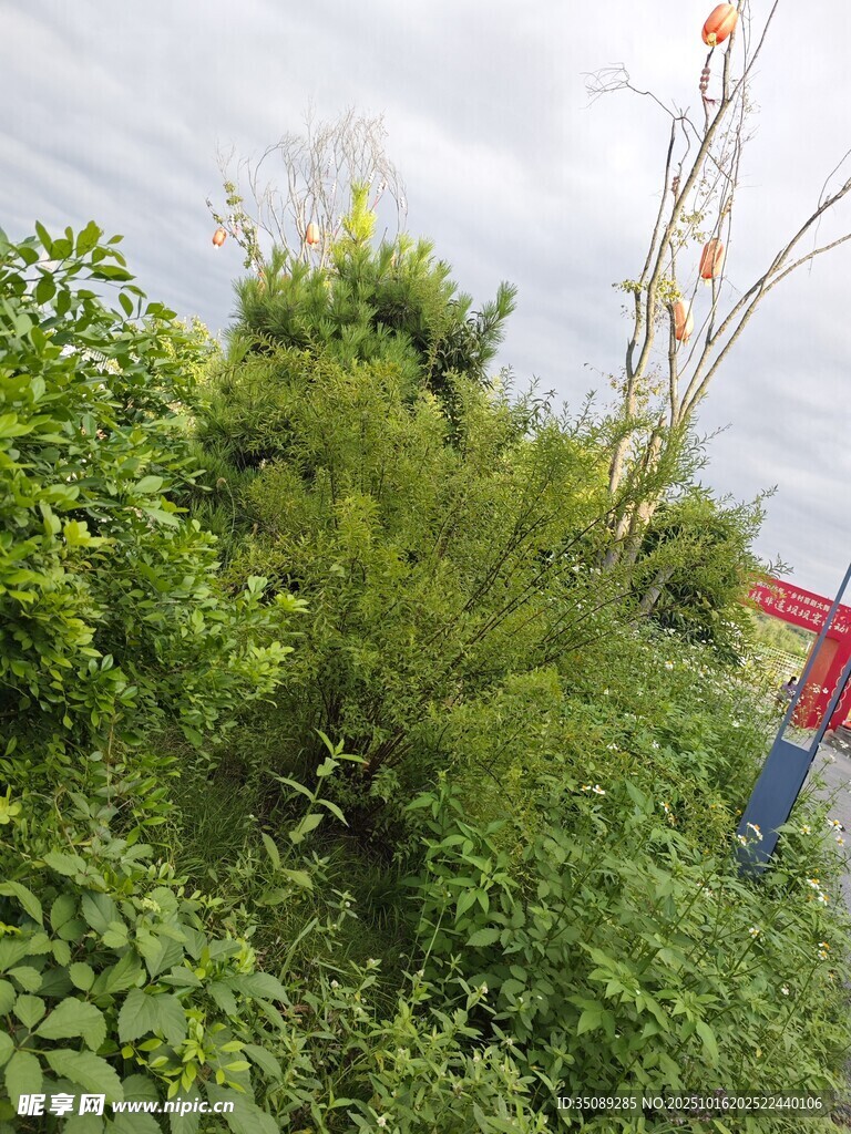 野外丛生绿植景象