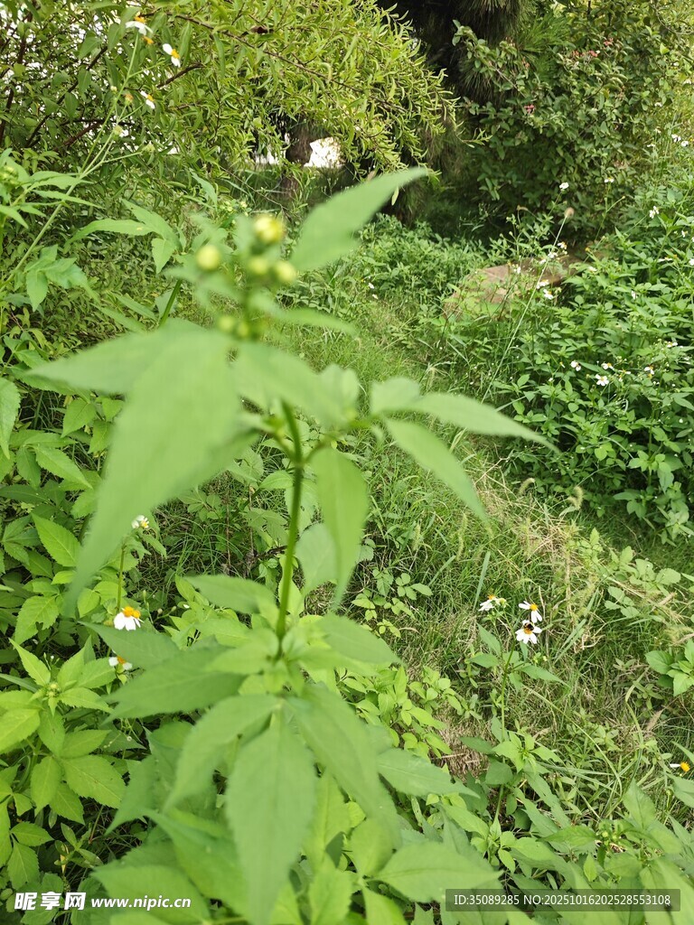 野外繁茂绿植景象