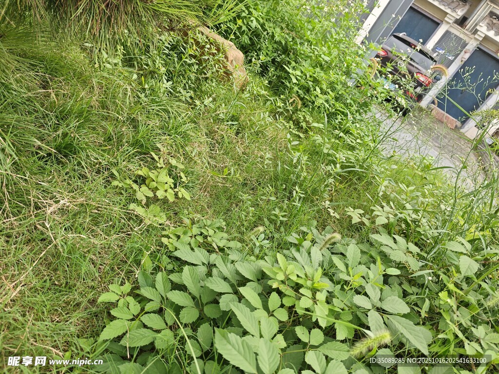 户外繁茂绿植景象