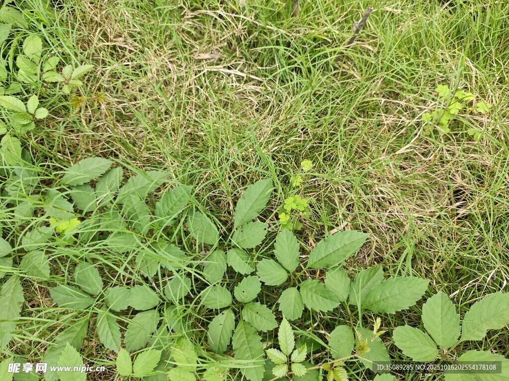 地面上的绿色植物群落