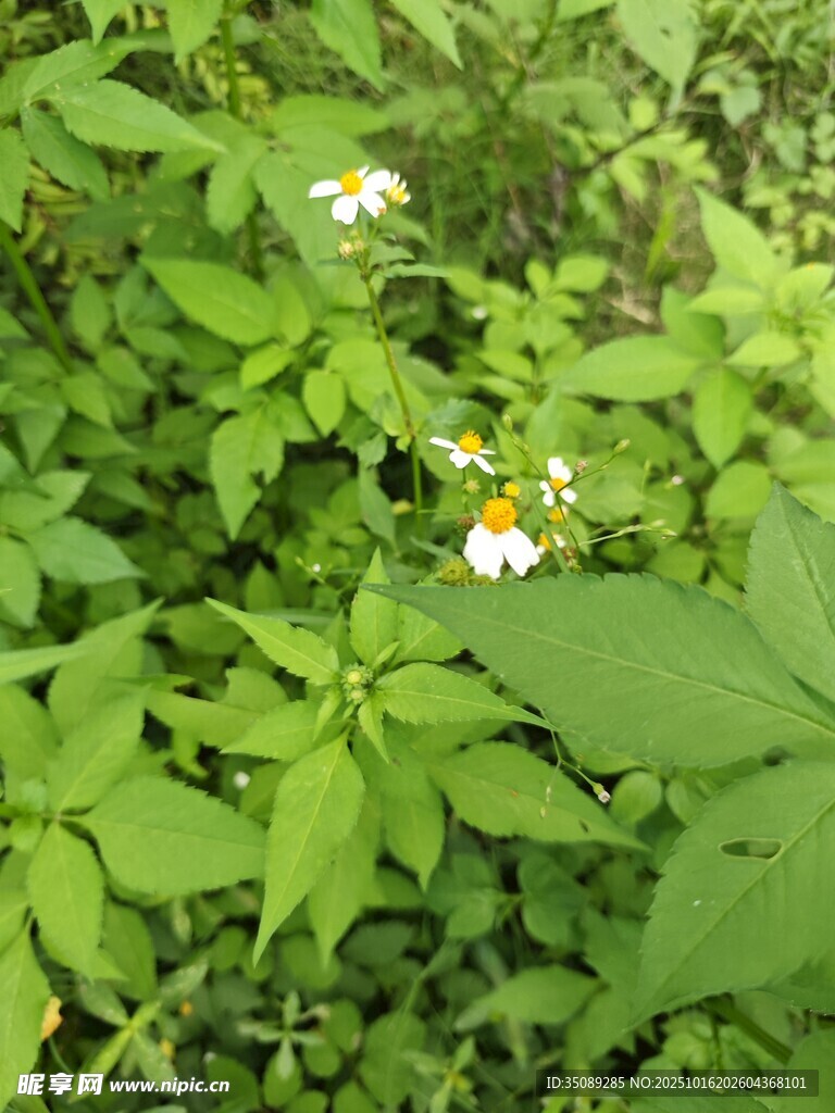 绿叶丛中的白色小花