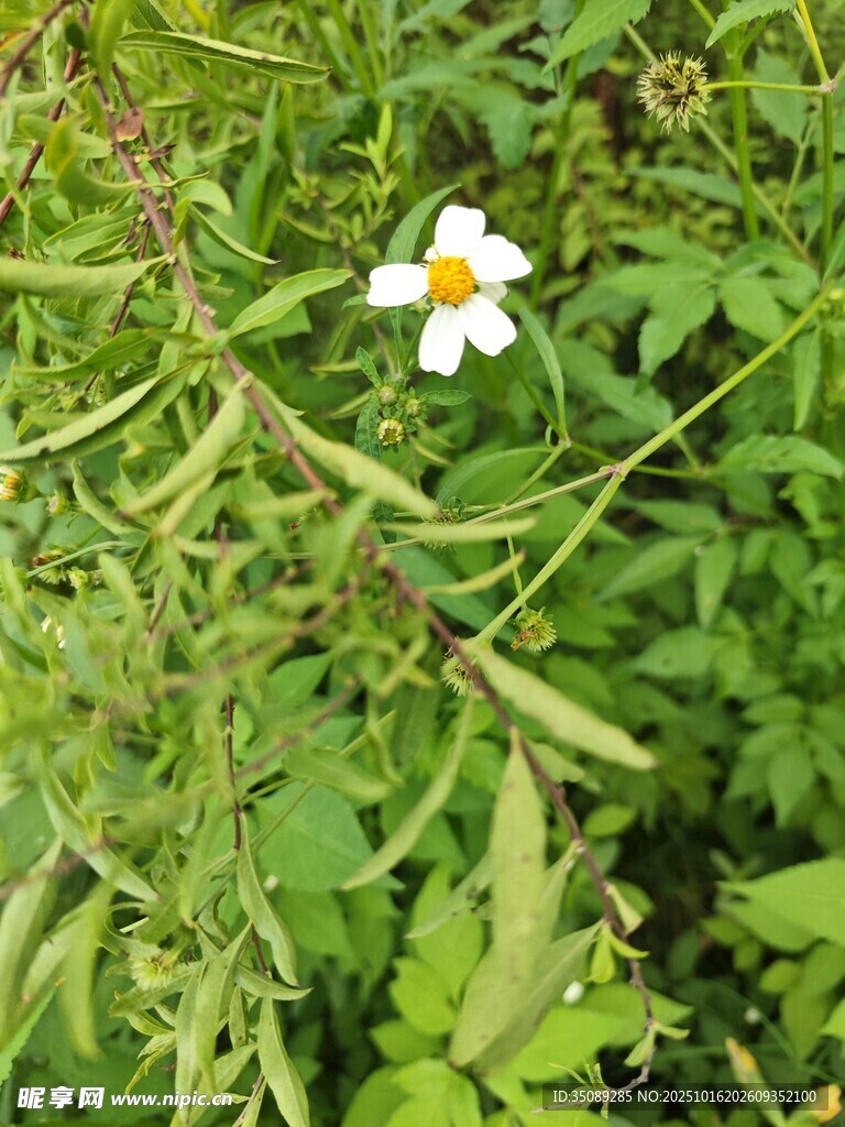 绿叶丛中的白色小花