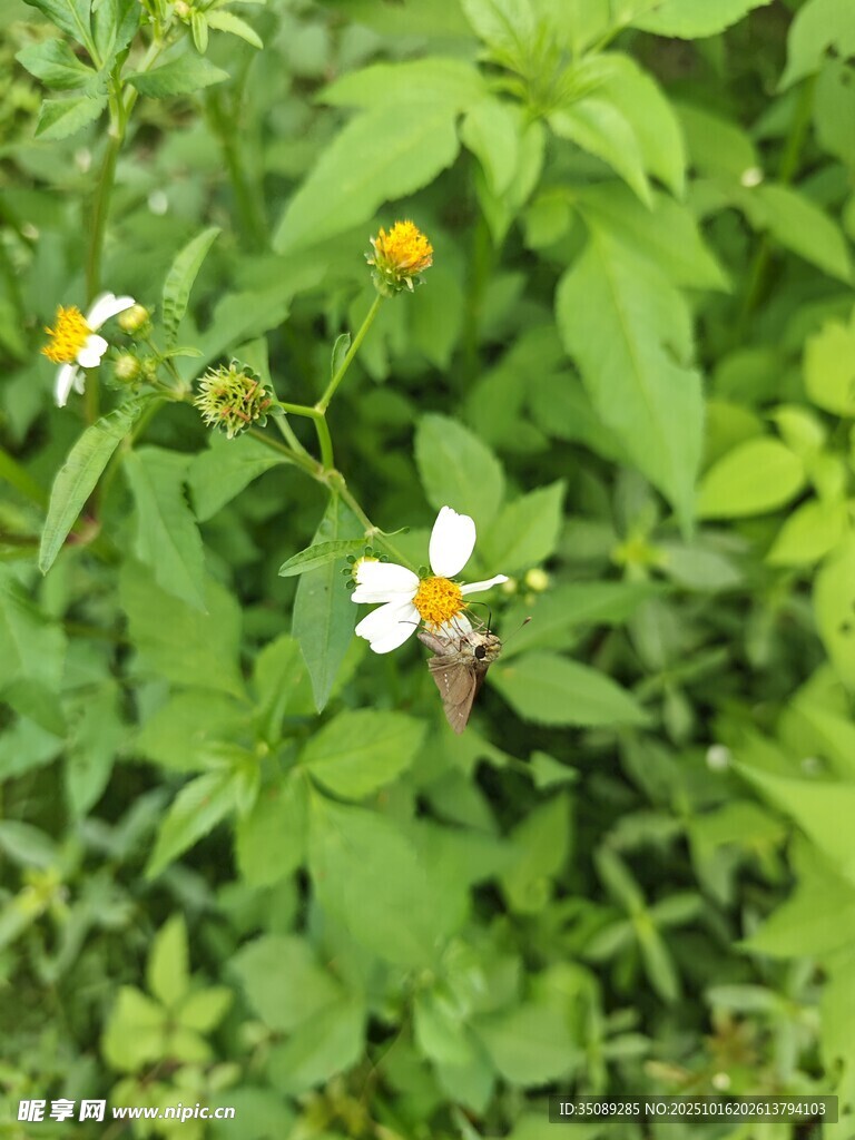 绿叶间绽放的清新小花