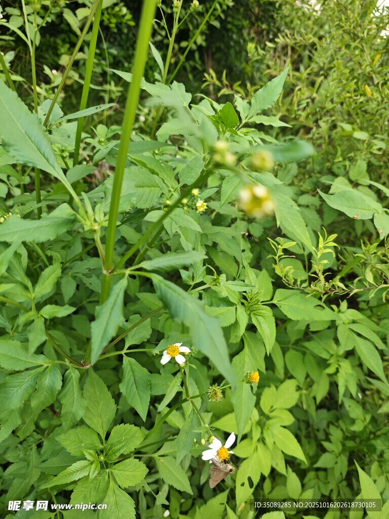 绿叶丛中的白色小花
