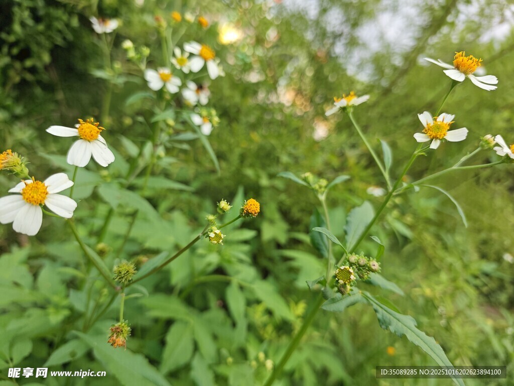 野外绽放的清新小雏菊