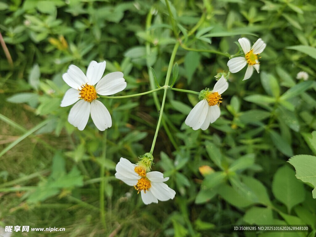 田野中的白色小花