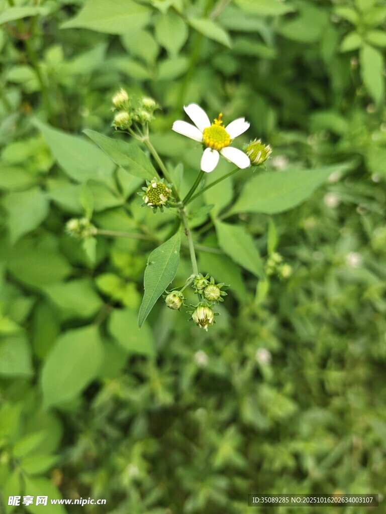 绿叶丛中的白色小花