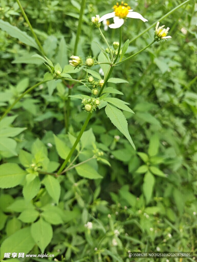 野外绽放的白色小花