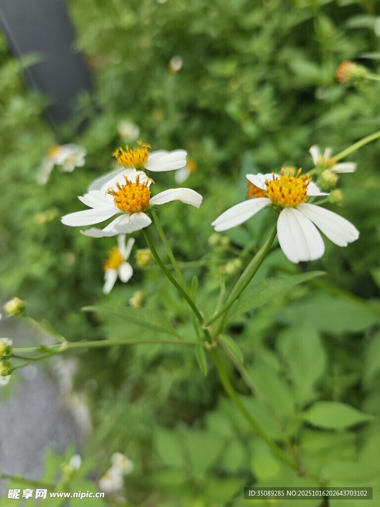 清新小白花绽放绿意间