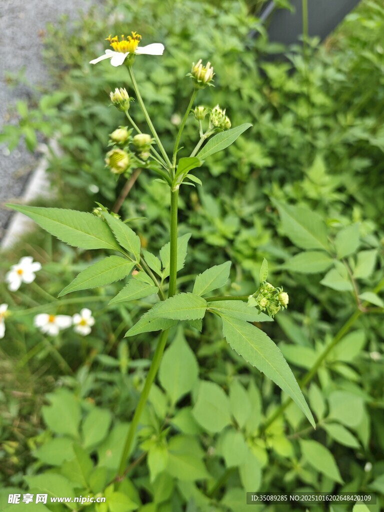 绿叶间绽放的白色小花