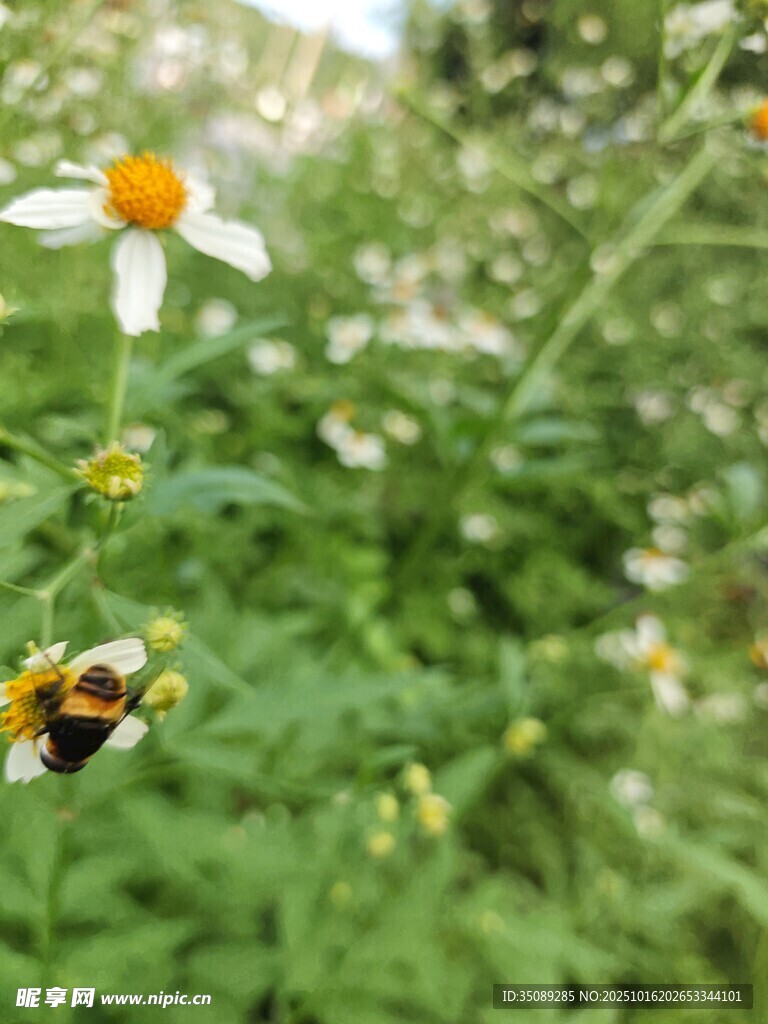 蜜蜂采蜜于白色小花间