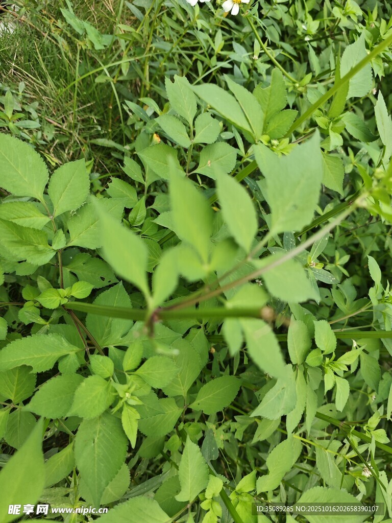 翠绿繁茂的植物景象