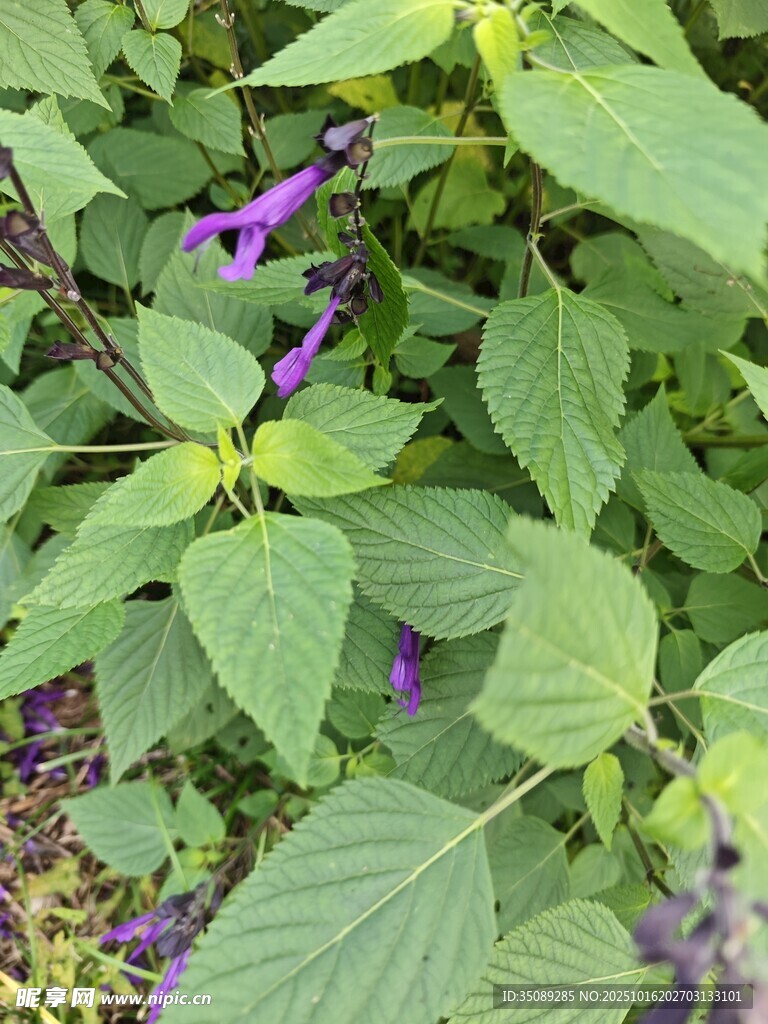 紫色花朵绿叶植物特写