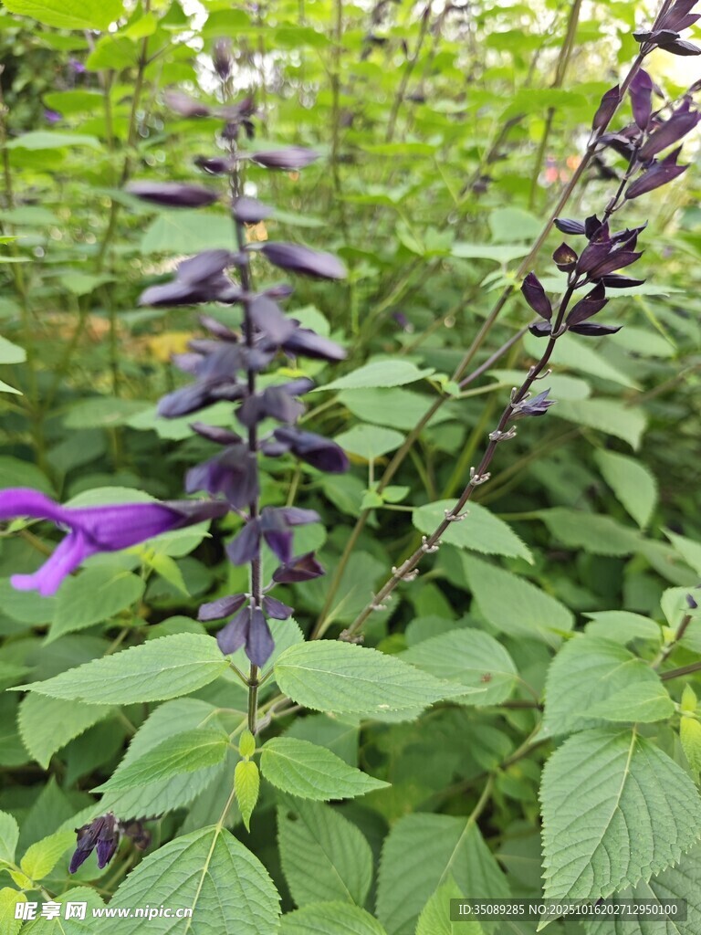 紫色鼠尾草植物特写