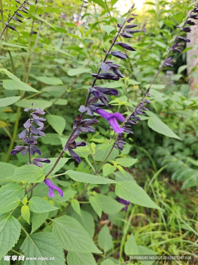 紫色花卉绽放于绿叶间