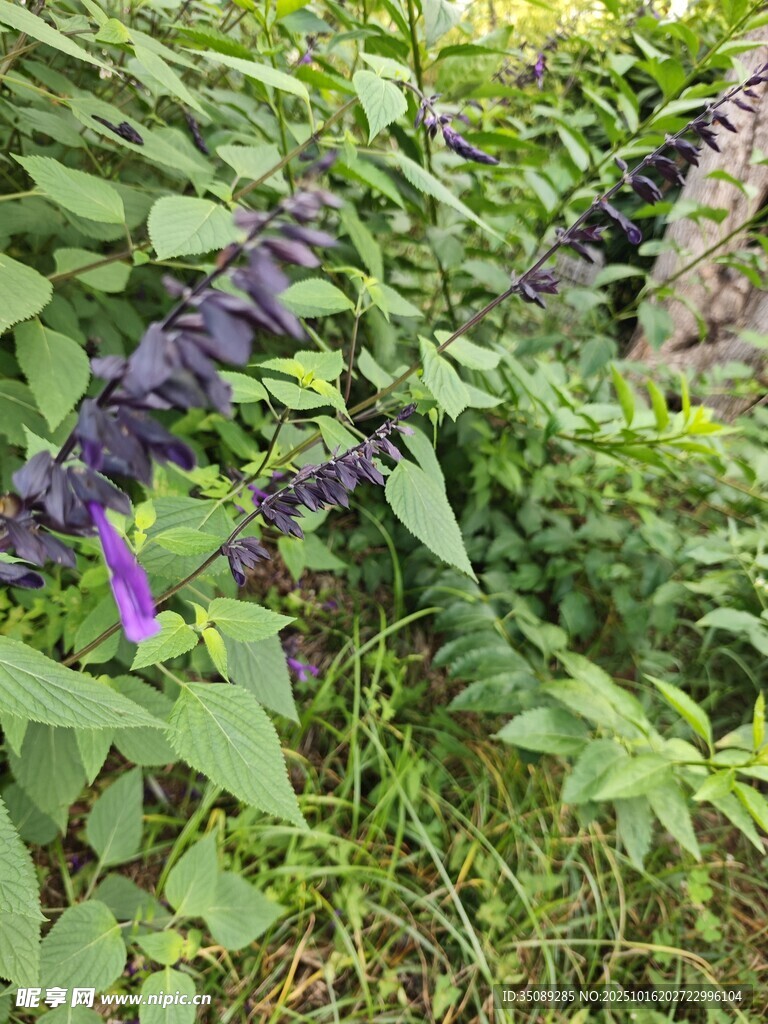 绿叶丛中的紫色小花