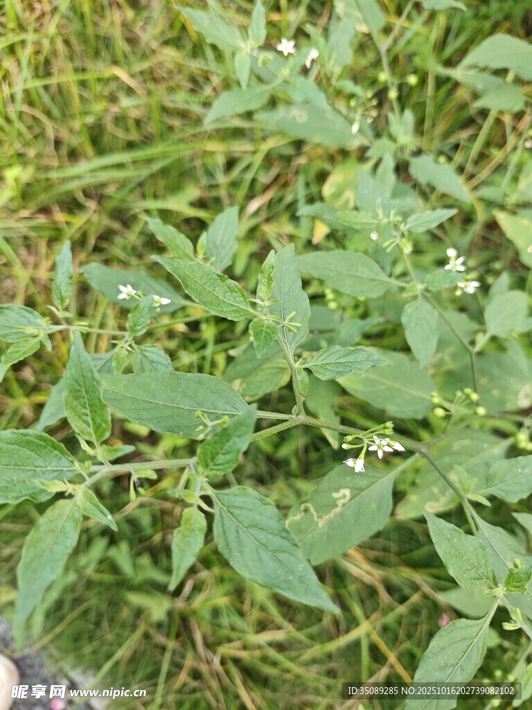 绿叶繁茂的植物景观