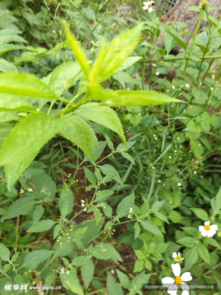 绿叶丛中的清新植物