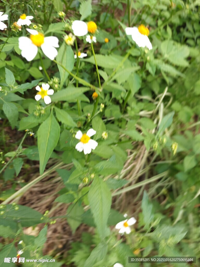 白色小花点缀绿色草丛
