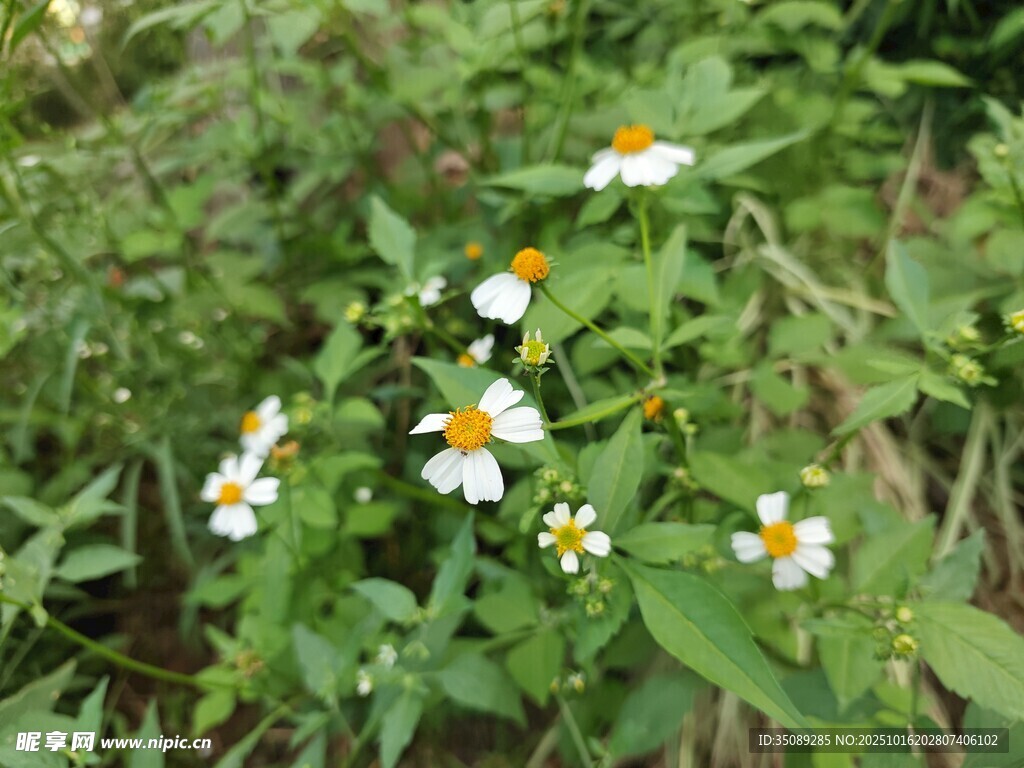 野外绽放的小白花