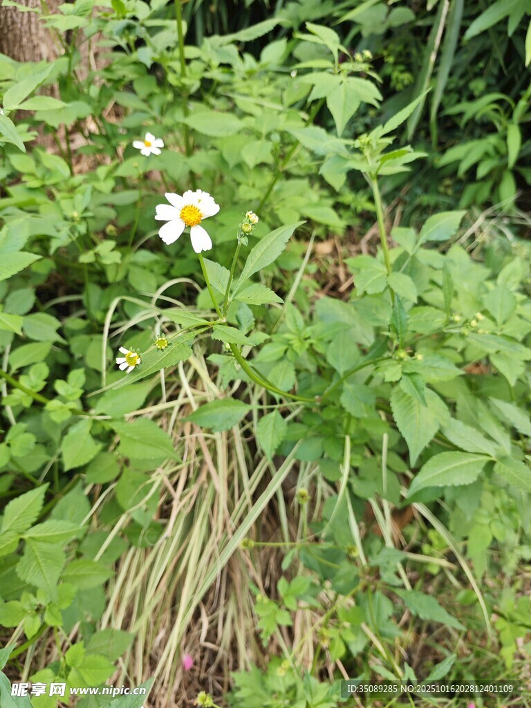 草丛中的白色小花