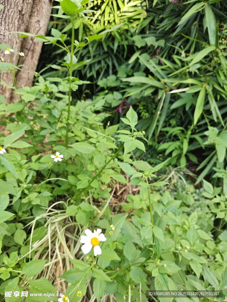 绿叶丛中的白色小花