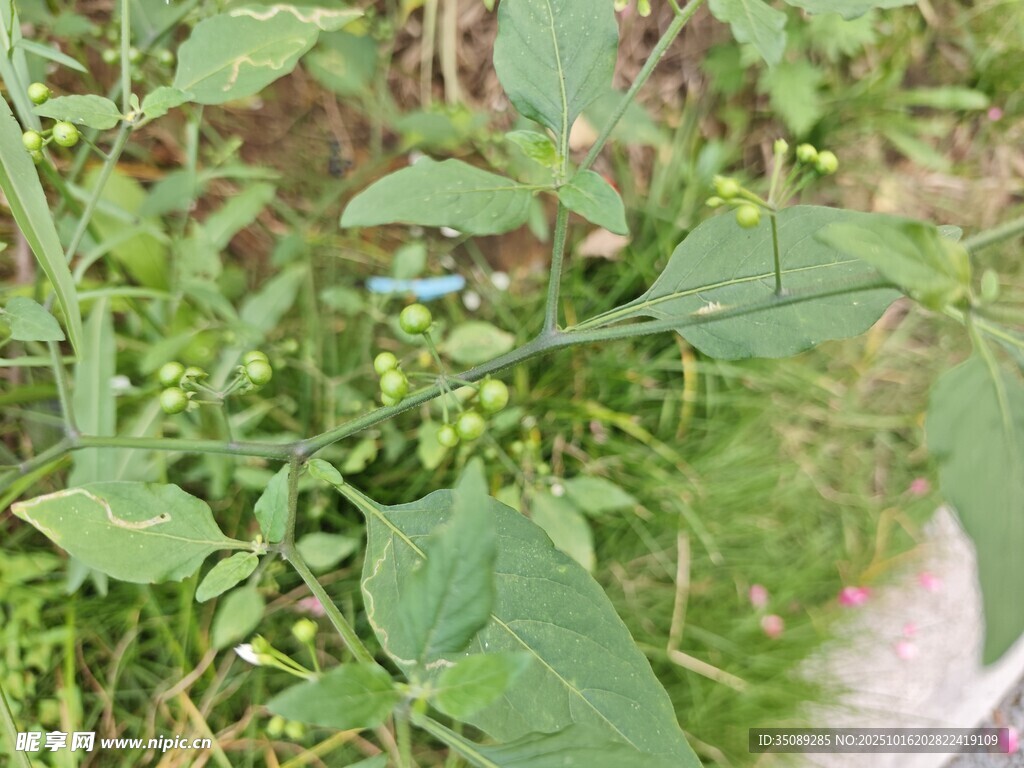 绿叶间的清新植物景象