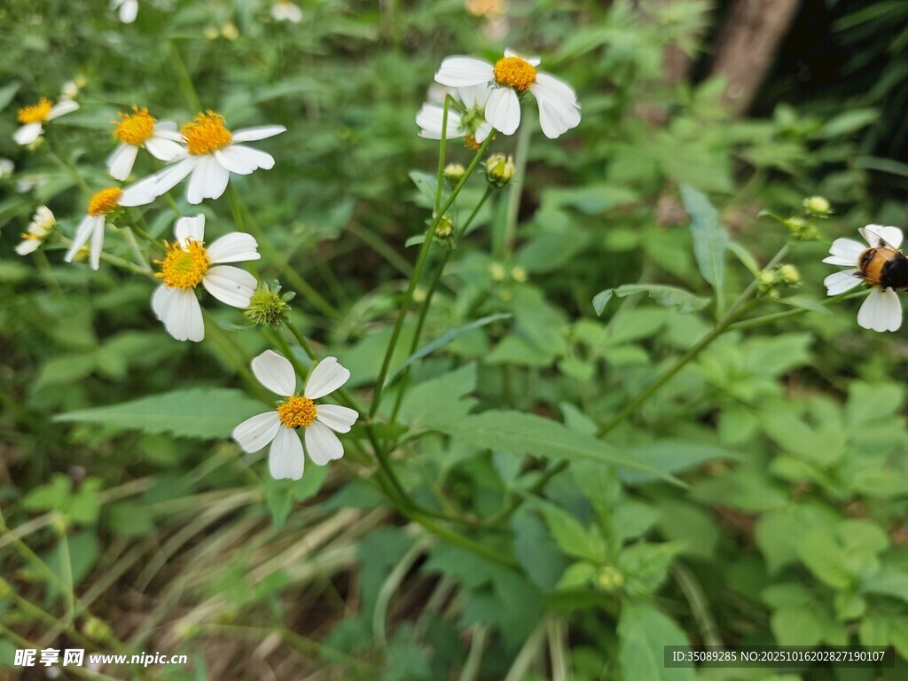野外绽放的清新小白花