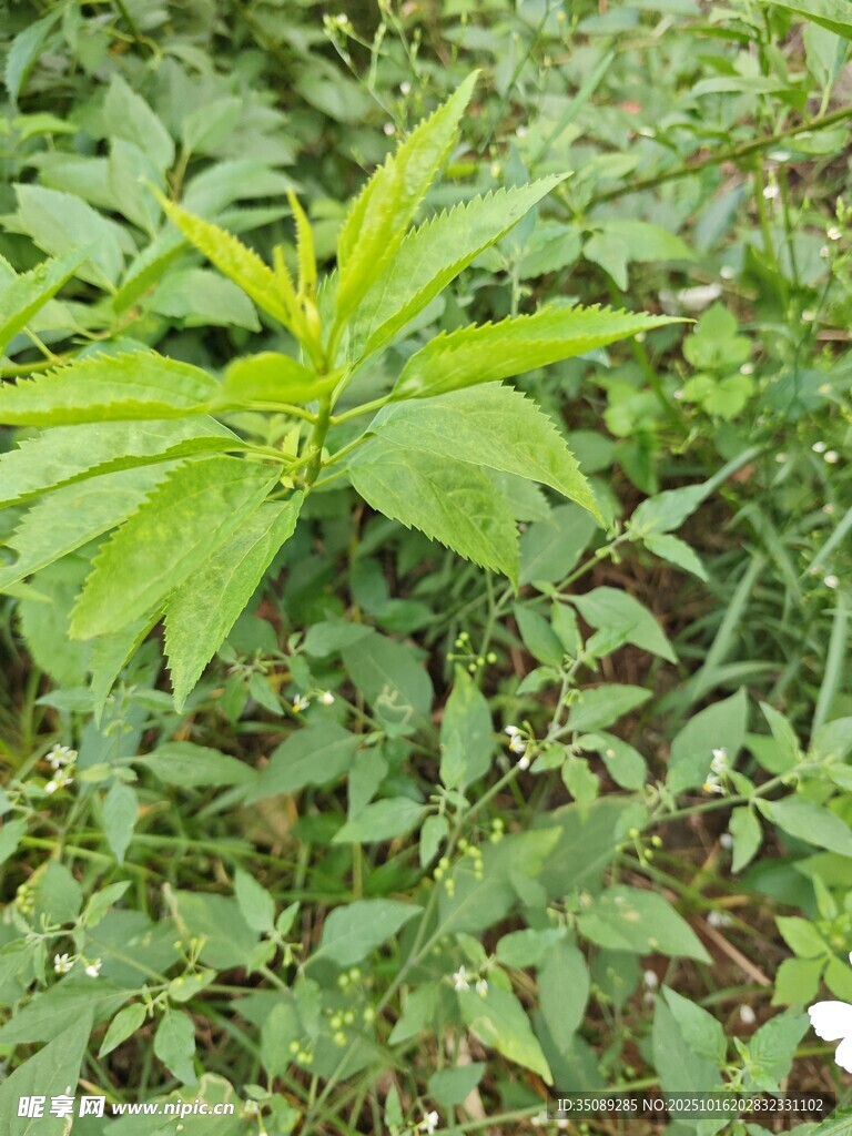 绿叶植物生机勃勃的景象