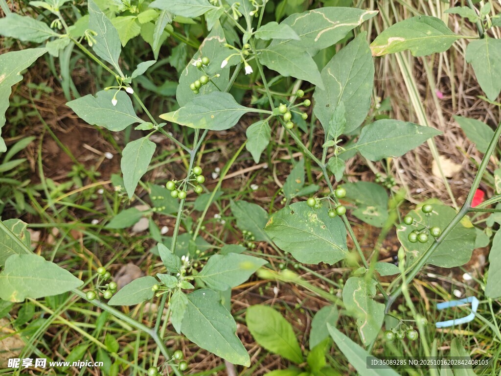 田间生长的绿色植物