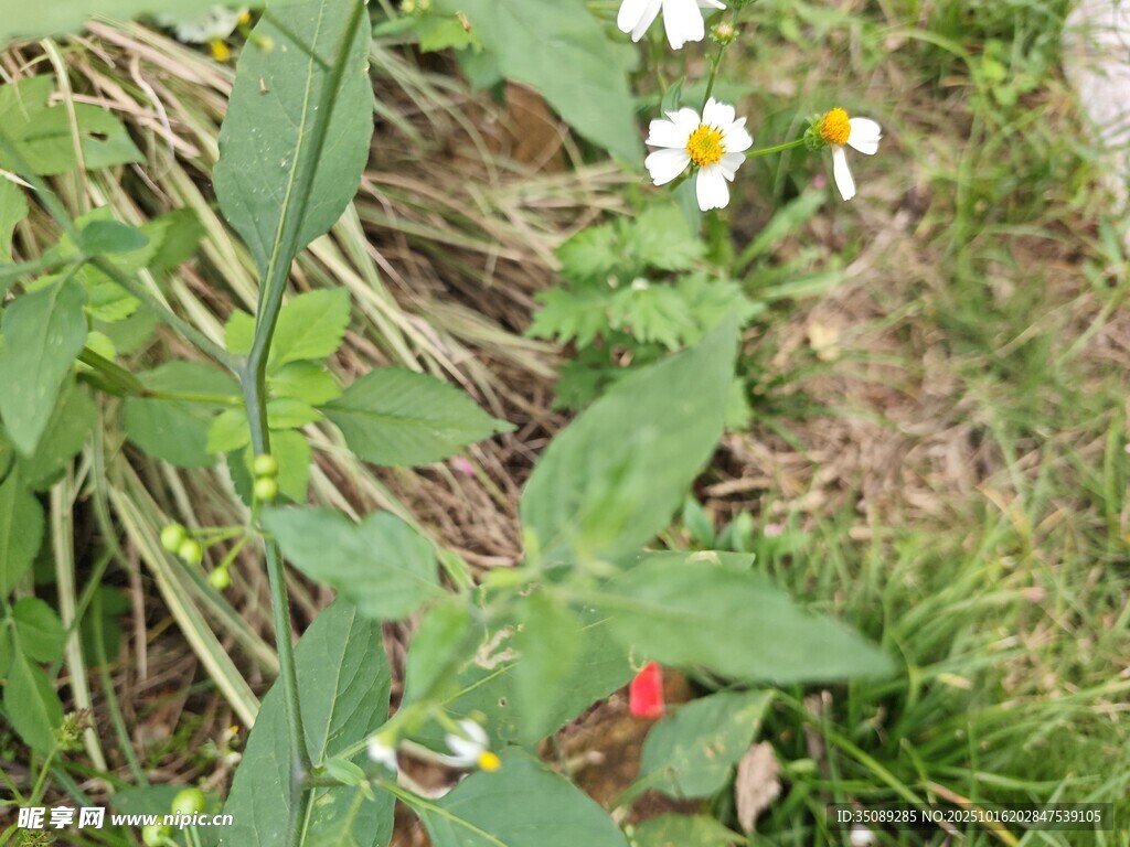 草丛中的小白花与绿叶