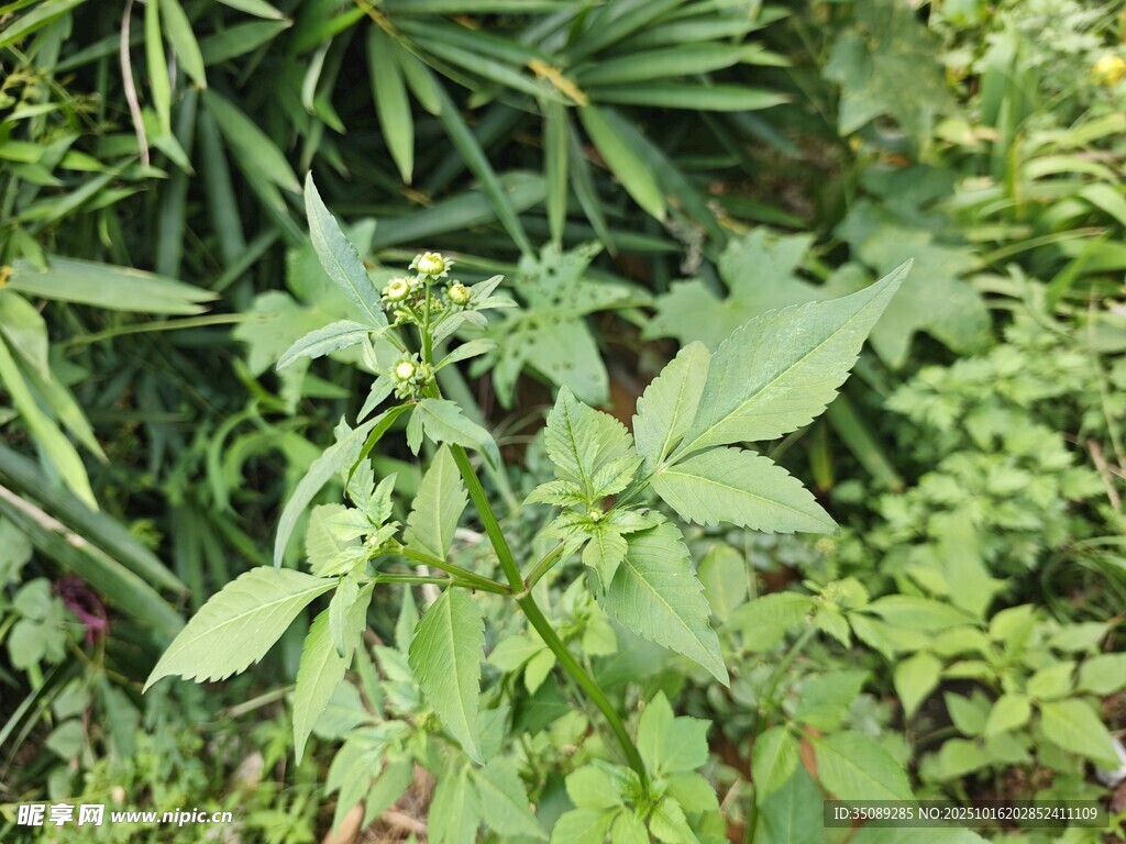 繁茂绿植景观