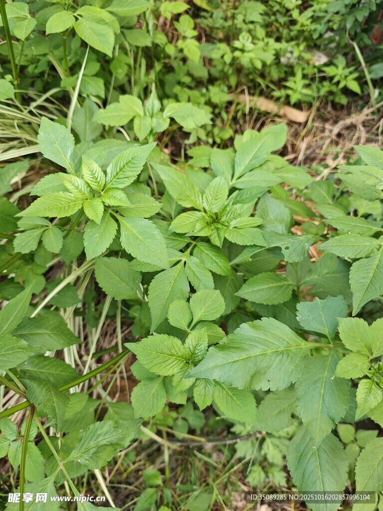 绿叶植物特写