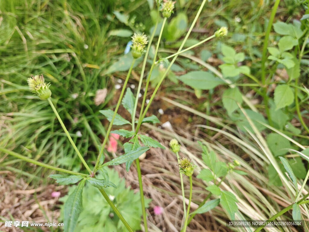 野外绿色植物景象