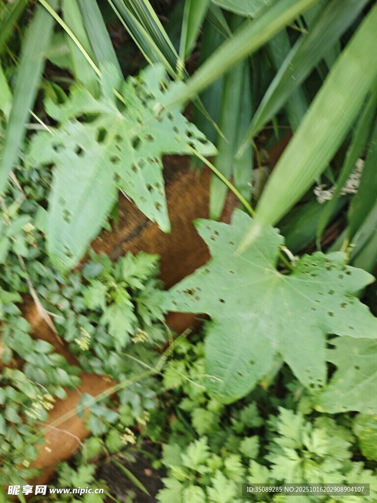 绿叶植物特写