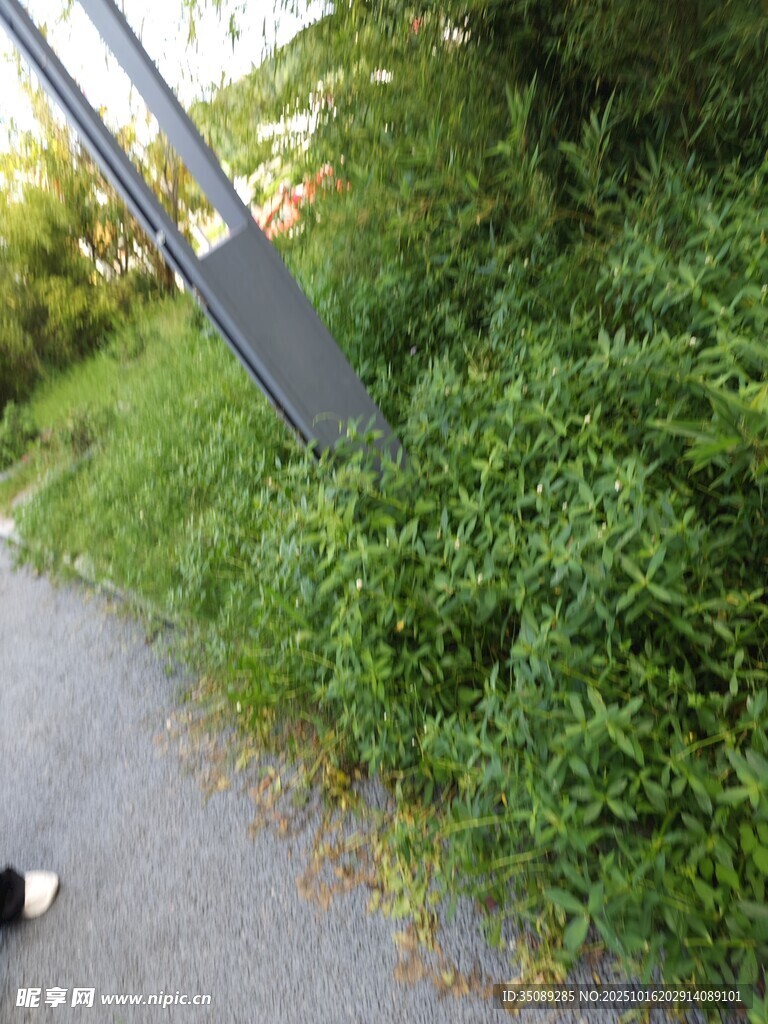 路边茂盛绿植景观