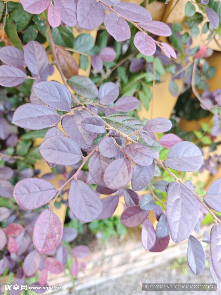 紫叶植物特写