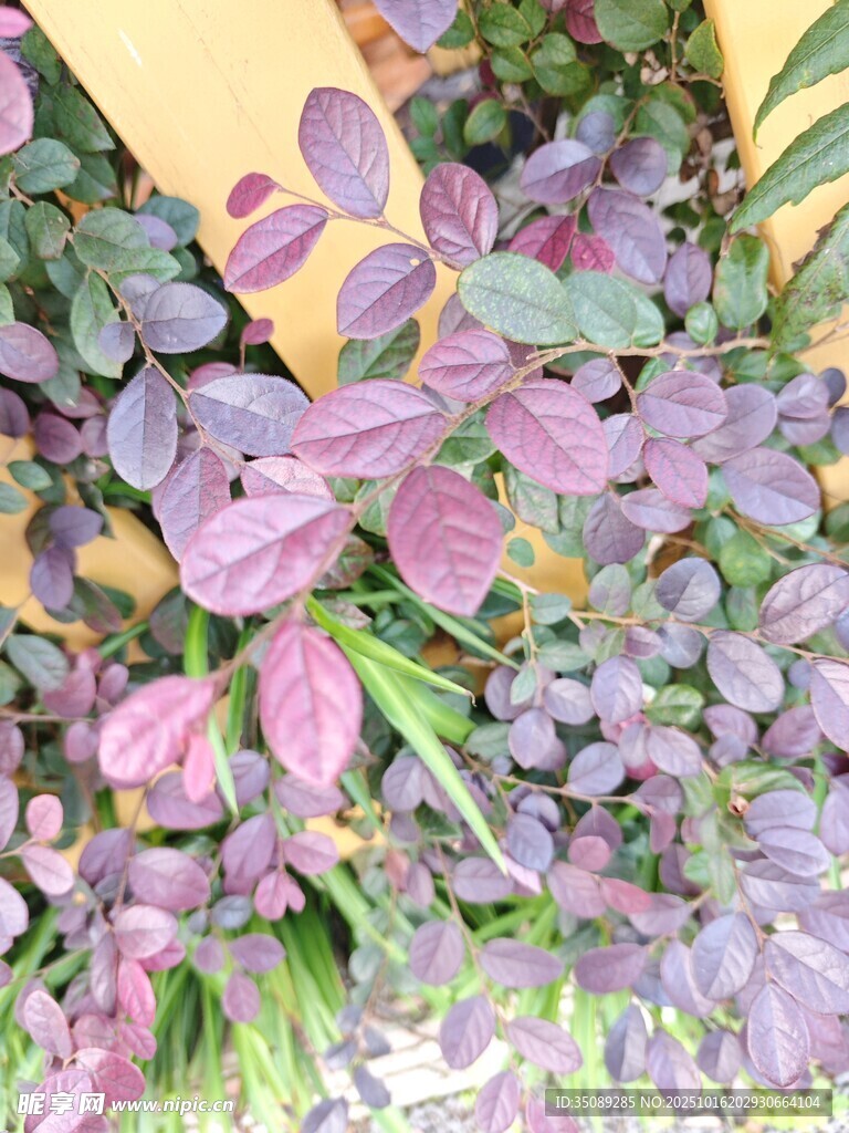 紫叶植物特写