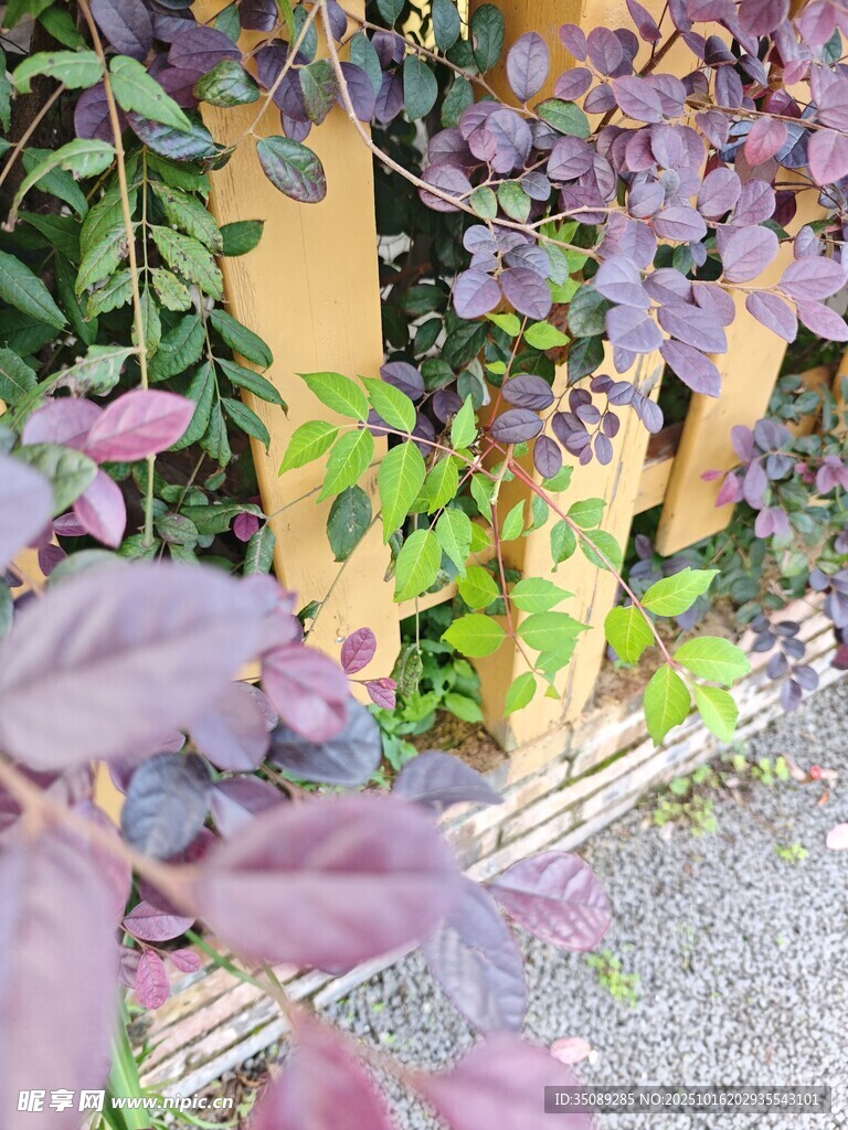 紫色花卉攀附木质围栏