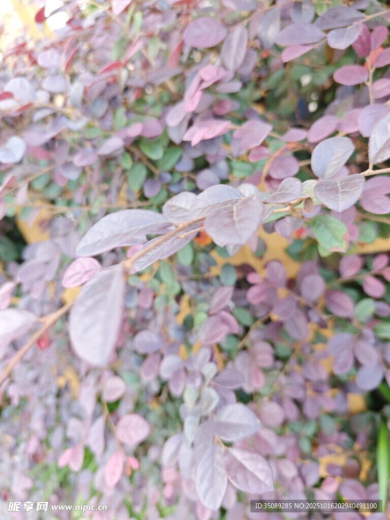 粉紫色叶片植物特写