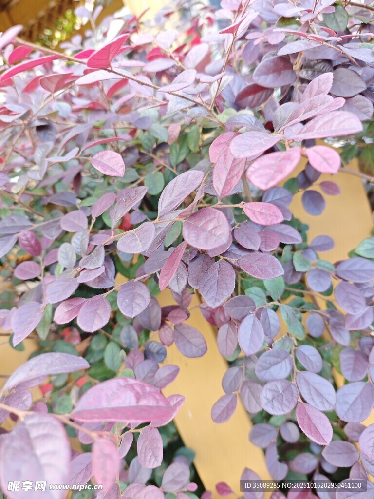 多彩叶片植物特写